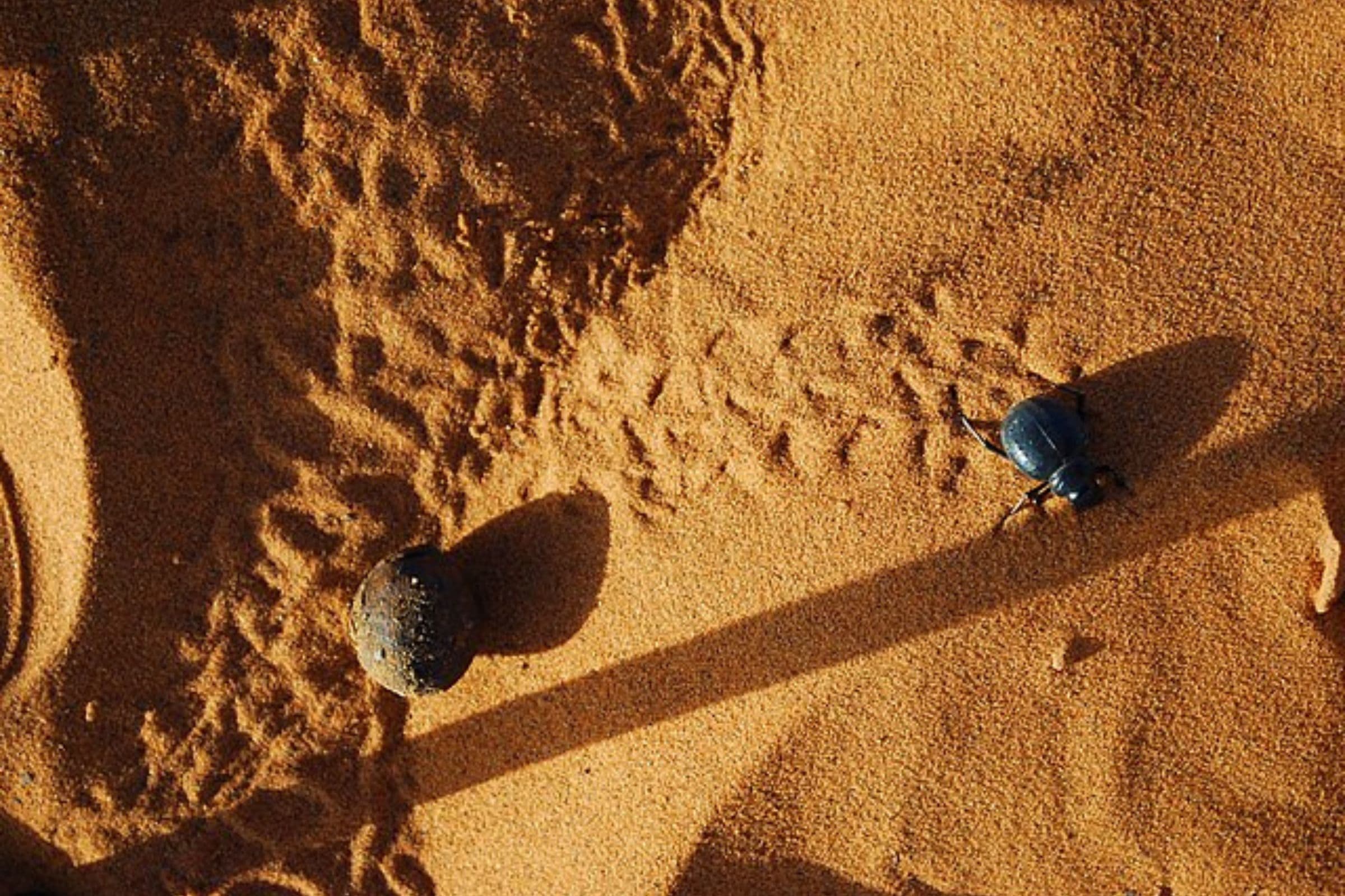 Lumière douce sur les dunes de Merzouga